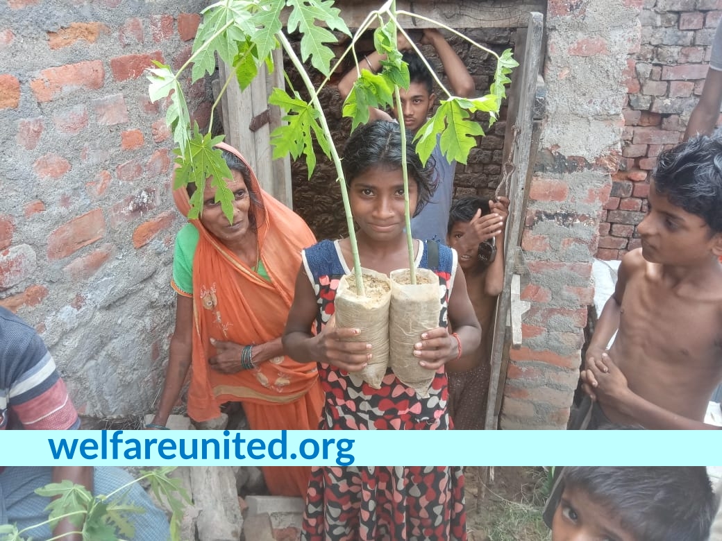 Papaya trees donation drive